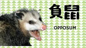 负鼠是老鼠吗
